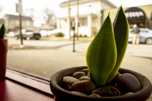 Plant amidst Louisville Highlands